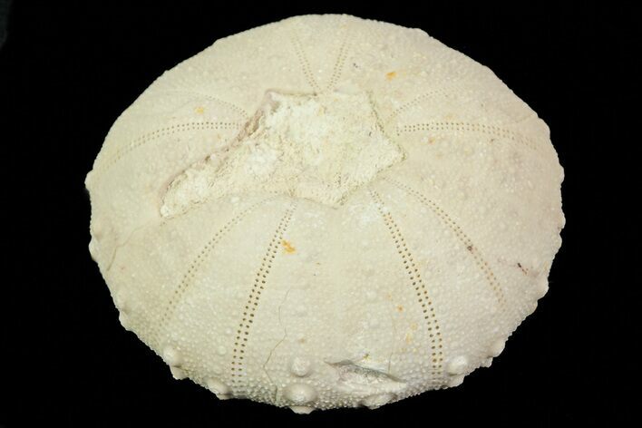 Fossil Echinoid (Heterodiadema) - Morocco #69815